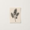 Pine Spine