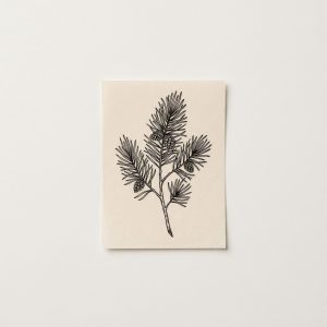 Pine Spine