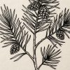 Pine Spine